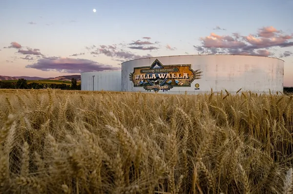 Graan in een veld in Walla Walla, Verenigde Staten. Illustratief beeld bij de eerste stap van de keten.