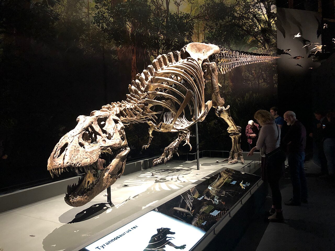 Trix in Naturalis, gefotografeerd in 2019.